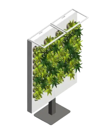 Oasis Duo Tropical | families image