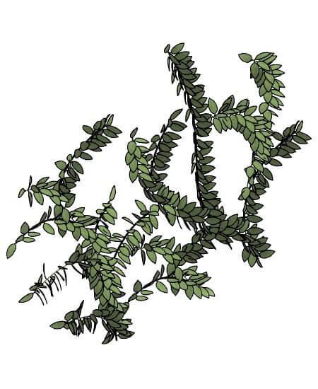 Planta Enredadera