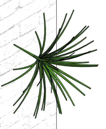 Liriope Muscari Green Wall