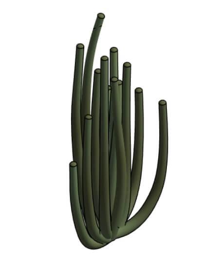 Cactus Órgano