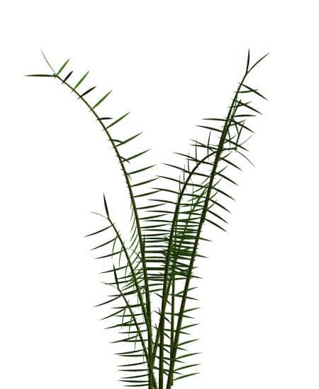 Areca Bambu