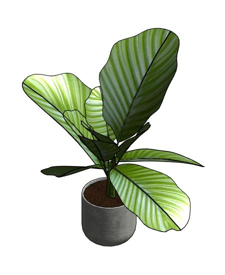 Concrete Vase with Orbifolia Prayer Plant