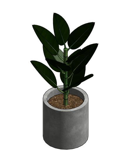 Concrete Vase with Rubber Plant